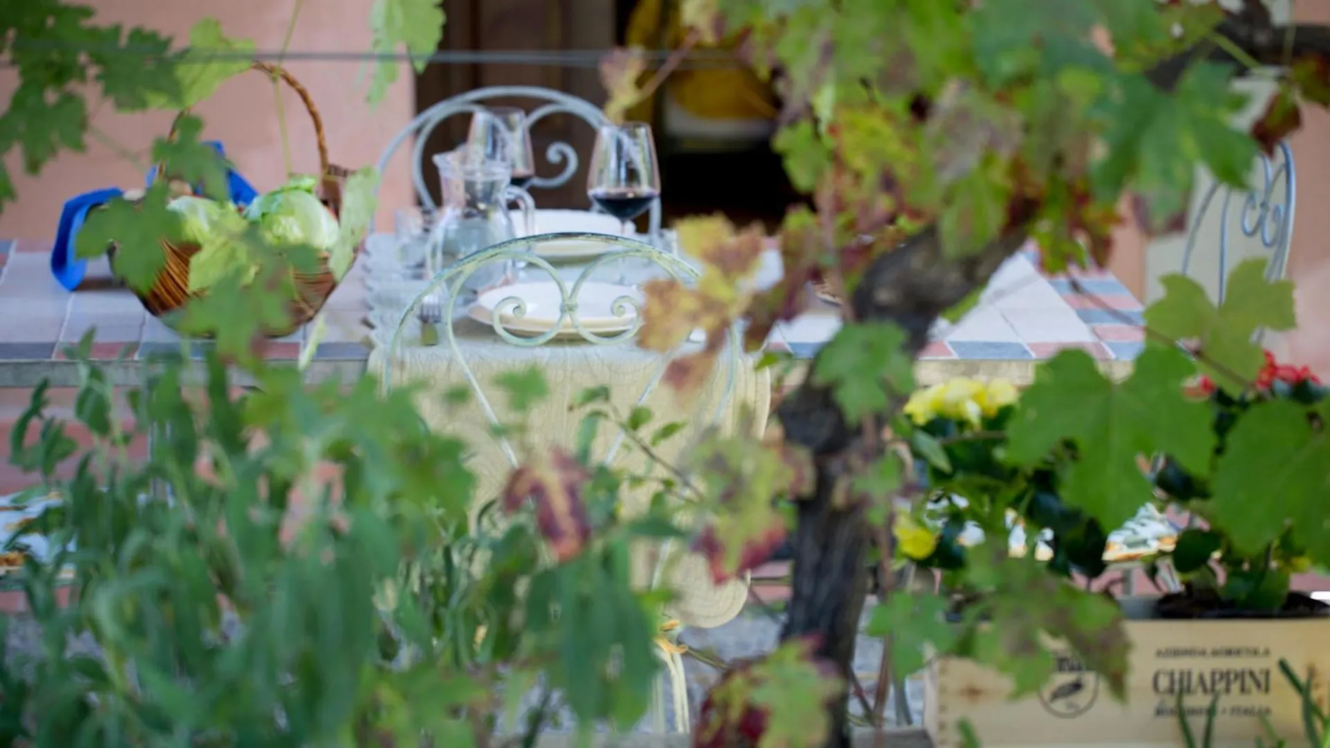 Farm stay Agriturismo Tra Gli Ulivi, Chiappini Winery Bolgheri Italy